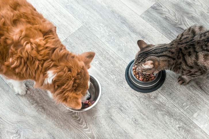 pies i kot w trakcie jedzenia